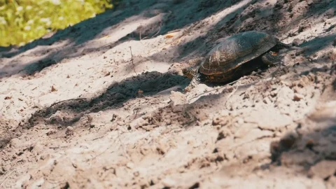 Free Stock Video Turtle Coming To A Pond To Swim Live Wallpaper - Free Live Wallpaper