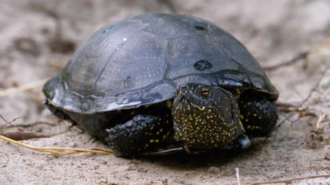 Free Stock Video Turtle Breathing Relaxed Live Wallpaper - Free Live Wallpaper