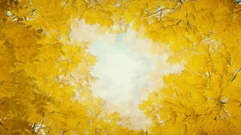 Free Stock Video Tunnel Of Yellow Leaves Of Trees In Autumn Live Wallpaper - Free Live Wallpaper