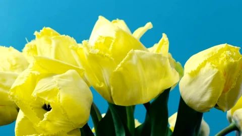 Free Stock Video Tulips In The Sunshine Live Wallpaper - Free Live Wallpaper