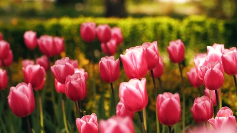 Free Stock Video Tulip Garden In Spring Live Wallpaper - Free Live Wallpaper