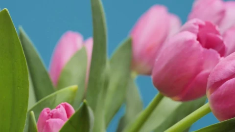 Free Stock Video Tulips In A Close Up Shot Live Wallpaper - Free Live Wallpaper