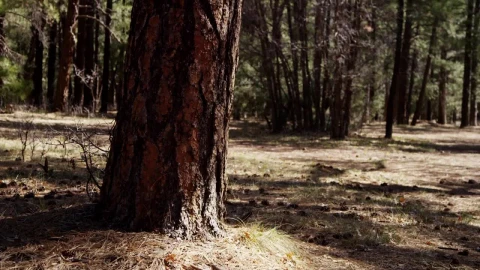Free Stock Video Trunk Of A Pine In A Forest Live Wallpaper - Free Live Wallpaper
