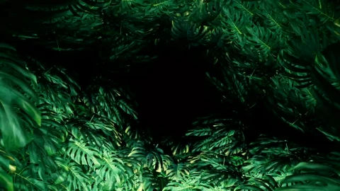 Free Stock Video Tropical Tree Leaves Title Video Live Wallpaper - Free Live Wallpaper