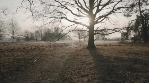 Free Stock Video Trees With No Leaves Live Wallpaper - Free Live Wallpaper