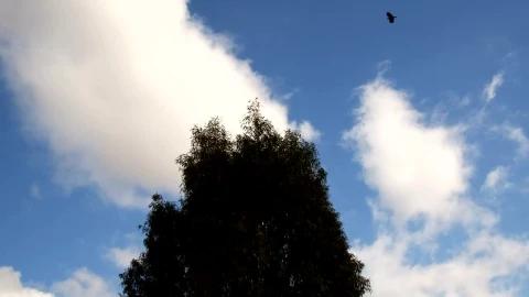 Free Stock Video Tree Wind And Clouds In The Blue Sky Live Wallpaper - Free Live Wallpaper