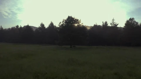 Free Stock Video Tree On A Meadow In A Cloud Forest At Sunrise Live Wallpaper - Free Live Wallpaper
