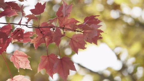 Free Stock Video Tree Leaves In Autumn Close Up Live Wallpaper - Free Live Wallpaper