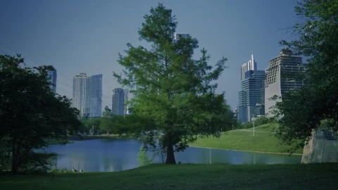 Free Stock Video Tree In A Sunny Park In A Big City Live Wallpaper - Free Live Wallpaper