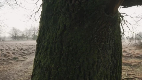 Free Stock Video Tree In A Dry Forest Live Wallpaper - Free Live Wallpaper