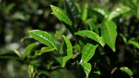 Free Stock Video Tree Green Leaves Texture Close Up Live Wallpaper - Free Live Wallpaper