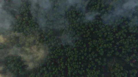 Free Stock Video Tree Covered Forest From Above Through The Clouds Live Wallpaper - Free Live Wallpaper