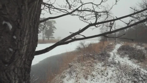 Free Stock Video Tree Branches In A Forest During Winter Live Wallpaper - Free Live Wallpaper