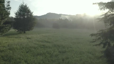Free Stock Video Tree At The Center Of A Meadow In A Cloud Live Wallpaper - Free Live Wallpaper