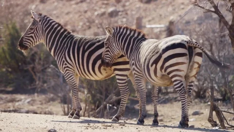 Free Stock Video Zebras Standing In The Desert Sun Live Wallpaper - Free Live Wallpaper