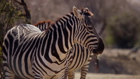Free Stock Video Zebras Sunbathing In The Desert Live Wallpaper - Free Live Wallpaper