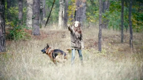 Free Stock Video Young Woman Throwing A Stick Away At Her Dog Live Wallpaper - Free Live Wallpaper