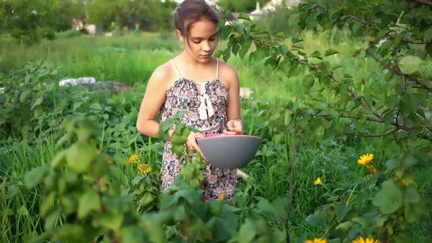 Free Stock Video Young Woman Picking Berries In The Field Live Wallpaper - Free Live Wallpaper