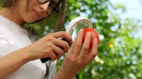 Free Stock Video Young Woman Looks At A Tomato Through A Magnifying Glass Live Wallpaper - Free Live Wallpaper