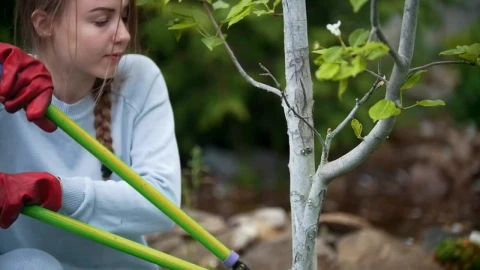 Free Stock Video Young Woman Cutting The Branch Of A Small Tree Live Wallpaper - Free Live Wallpaper