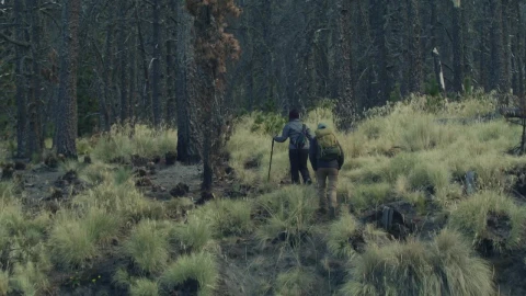 Free Stock Video Young People Walking Through A Forest Live Wallpaper - Free Live Wallpaper