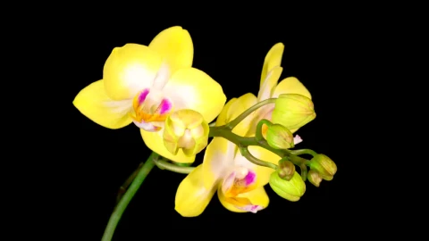 Free Stock Video Yellow Orchids Opening On A Black Background Live Wallpaper - Free Live Wallpaper