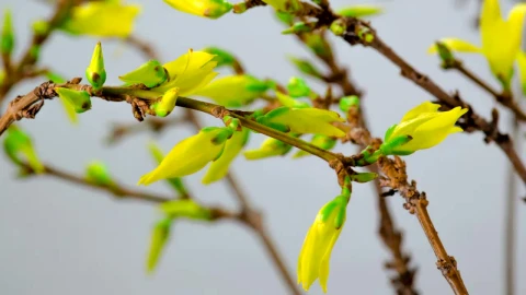 Free Stock Video Yellow Flowers Blooming On The Branches Of A Tree Live Wallpaper - Free Live Wallpaper