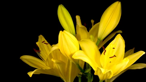 Free Stock Video Yellow Flowers Moving Their Petals On A Dark Background Live Wallpaper - Free Live Wallpaper