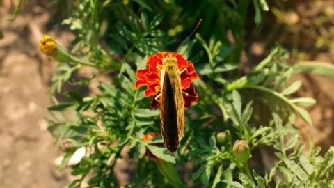 Free Stock Video Yellow Butterfly On A Flower Live Wallpaper - Free Live Wallpaper