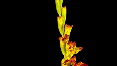 Free Stock Video Yellow And Red Gladiolus Flower Blooming Live Wallpaper - Free Live Wallpaper