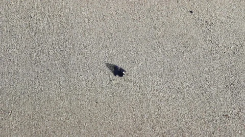 Free Stock Video Writing The Word Love On Sand Live Wallpaper - Free Live Wallpaper