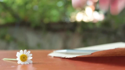 Free Stock Video Writing A Letter On A Sheet Next To A Daisy Live Wallpaper - Free Live Wallpaper