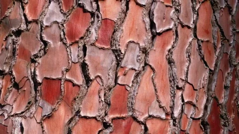Free Stock Video Wood Texture Of A Log In The Forest Live Wallpaper - Free Live Wallpaper