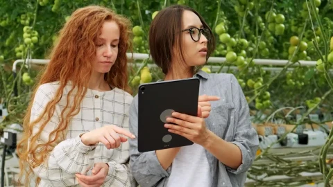 Free Stock Video Women Working In A Vegetable Greenhouse Live Wallpaper - Free Live Wallpaper