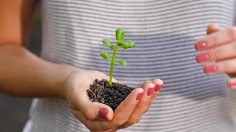 Free Stock Video Womans Hands Covering A Small Plant Live Wallpaper - Free Live Wallpaper