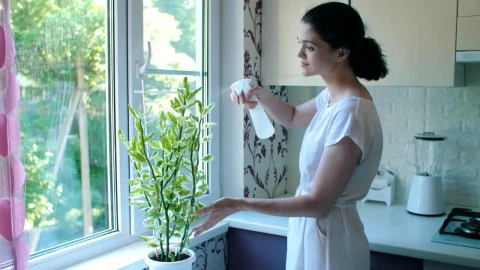 Free Stock Video Woman Watering A Plant In Her Kitchen Live Wallpaper - Free Live Wallpaper