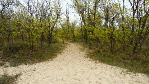 Free Stock Video Woman Walking Through A Sandy Forest Live Wallpaper - Free Live Wallpaper