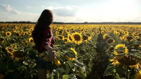 Free Stock Video Woman Walking Through A Huge Field Of Sunflowers Live Wallpaper - Free Live Wallpaper