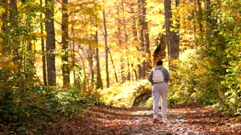 Free Stock Video Woman Taking A Walk In The Autumnal Forest Live Wallpaper - Free Live Wallpaper