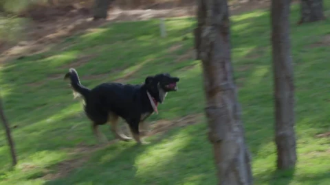 Free Stock Video Woman Playing Ball With A Dog Live Wallpaper - Free Live Wallpaper