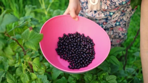 Free Stock Video Woman Picking Currant Berries Live Wallpaper - Free Live Wallpaper
