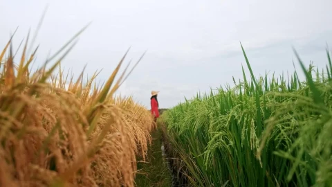 Free Stock Video Woman Looking At Farm Fields Live Wallpaper - Free Live Wallpaper