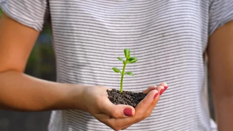 Free Stock Video Woman Holding A Small Plant In Her Hands Live Wallpaper - Free Live Wallpaper