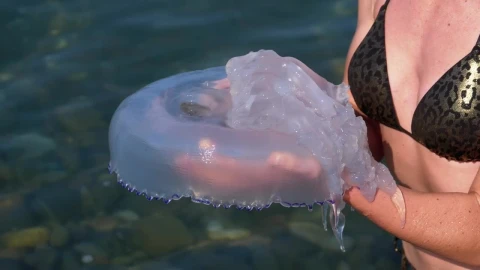 Free Stock Video Woman Holding A Large Jellyfish Live Wallpaper - Free Live Wallpaper
