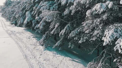 Free Stock Video Winter Pine Forest Covered In Snow Live Wallpaper - Free Live Wallpaper