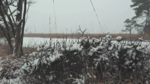 Free Stock Video Winter Grass Covered In Snow Live Wallpaper - Free Live Wallpaper