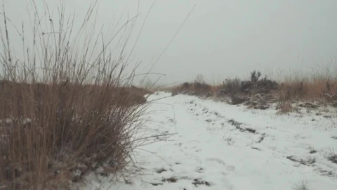 Free Stock Video Winter Forest Live Wallpaper - Free Live Wallpaper
