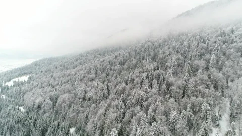 Free Stock Video Winter Forest On The Slope Of A Mountain Live Wallpaper - Free Live Wallpaper