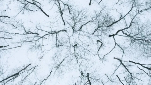 Free Stock Video Winter Forest From Above With Dry Trees Live Wallpaper - Free Live Wallpaper