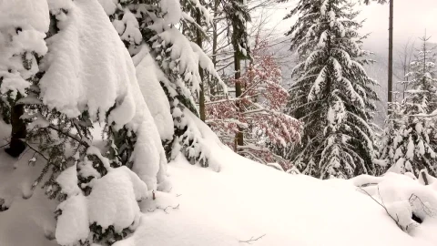 Free Stock Video Winter Forest Covered In Snow Live Wallpaper - Free Live Wallpaper